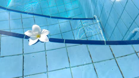 Blume-Weiße-Plumeria-Franzhipan-Schwimmt-Im-Sommer-Im-Poolwasser