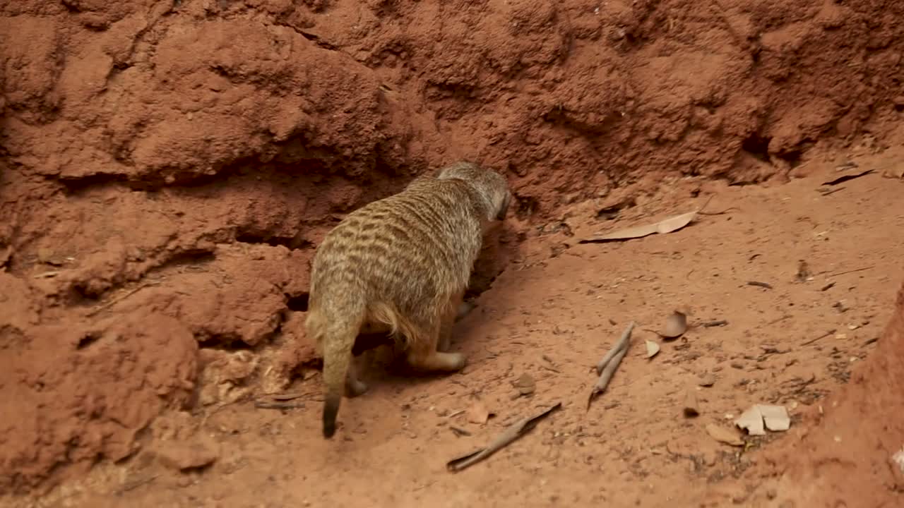 그의 서식지 주변을 탐험하는 귀여운 미어캣