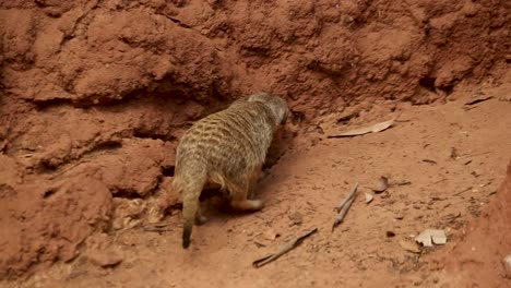 lindo suricata explorando su hábitat