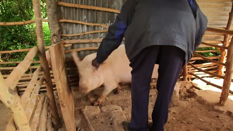 veterinarian usesa syring on a pig in africa