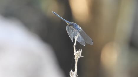 Libélula-En-El-Viento-Esperando-Palanca