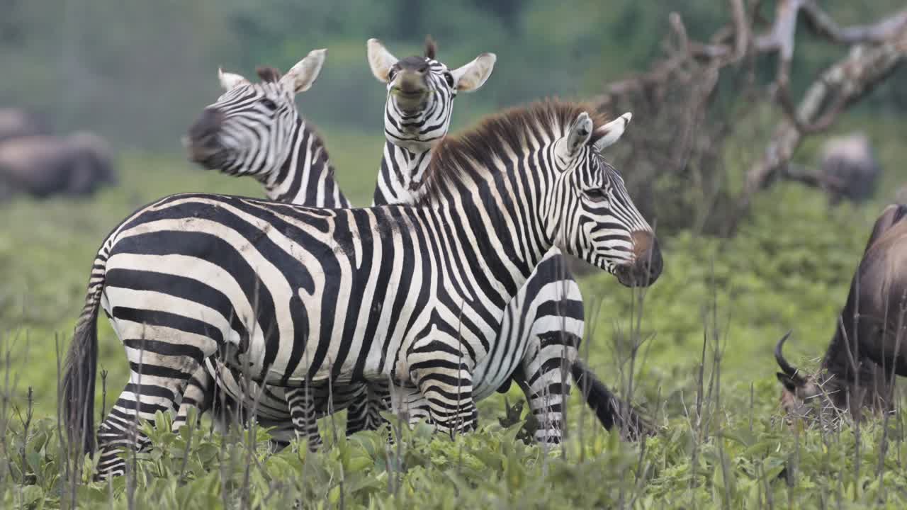 Zebras Bucking and Fighting in a Herd, Zebra in a Fight Bucking Hind Legs in Serengeti National Park in Tanzania in Africa, Migrating during Great Migration on African Animals Wildlife Safari