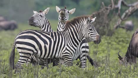 Zebras-Bucking-and-Fighting-in-a-Herd,-Zebra-in-a-Fight-Bucking-Hind-Legs-in-Serengeti-National-Park-in-Tanzania-in-Africa,-Migrating-during-Great-Migration-on-African-Animals-Wildlife-Safari