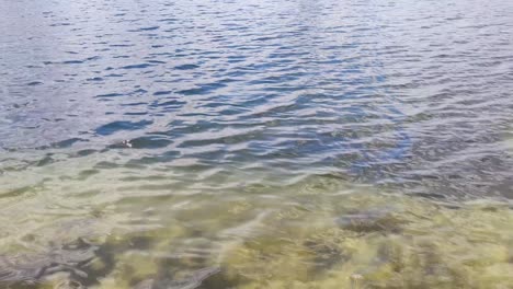 clear water surface, waves on wild lake, close-up