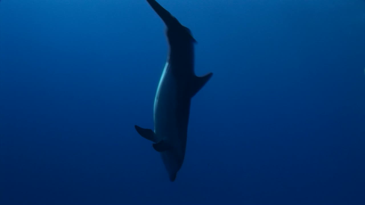 Bottlenose dolphins, tursiops truncatus  in clear blue water of the south pacific ocean coming down from the surface to play in front of the camera.