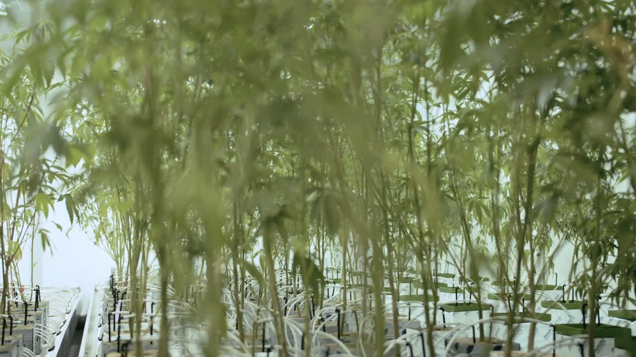 온실 및 마리화나 대마초 식물