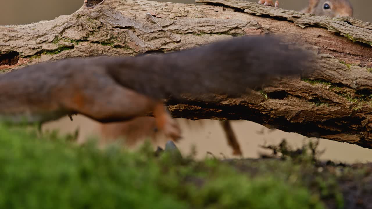 Squirrel running in forest with blurred tail, Clinge, Zeeland, Netherlands, super slow-motion