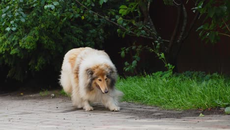 lionlike distinctive collie dog wandering around