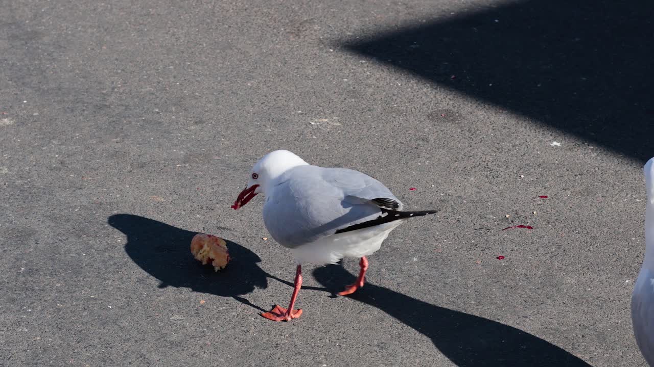바다표범 이 바닥 에 있는 음식 을 고 있다