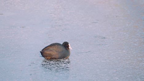 A-Eurasian-coot-and-a-black-headed-gull,-Veluwe,-Netherlands,-medium-shot