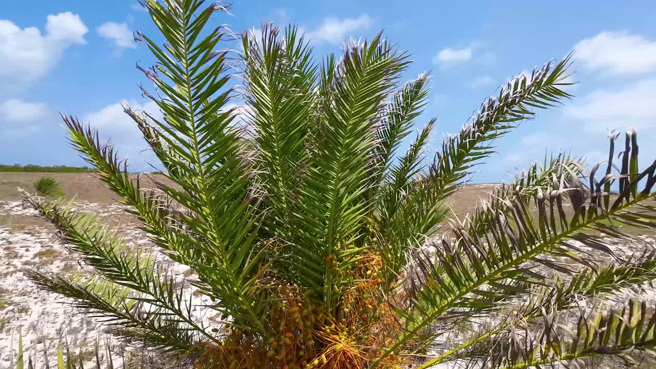 Palm trees loaded with colorful dates fruits, zoom out cayo de agua tropical island