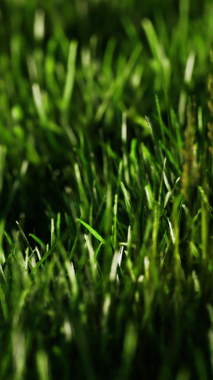 Erba verde rigogliosa che ondeggia dolcemente sotto la calda luce del sole pomeridiano.