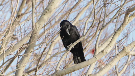 Dschungelkrähenvogel-Ruhte-Im-Winter-Auf-Baum-Mit-Blattlosem-Zweig-In-Tokio,-Japan