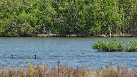 Synchronized-swimming-towards-the-left-as-they-hunt-for-fish-together,-Little-Cormorant-Microcarbo-niger,-Thailand