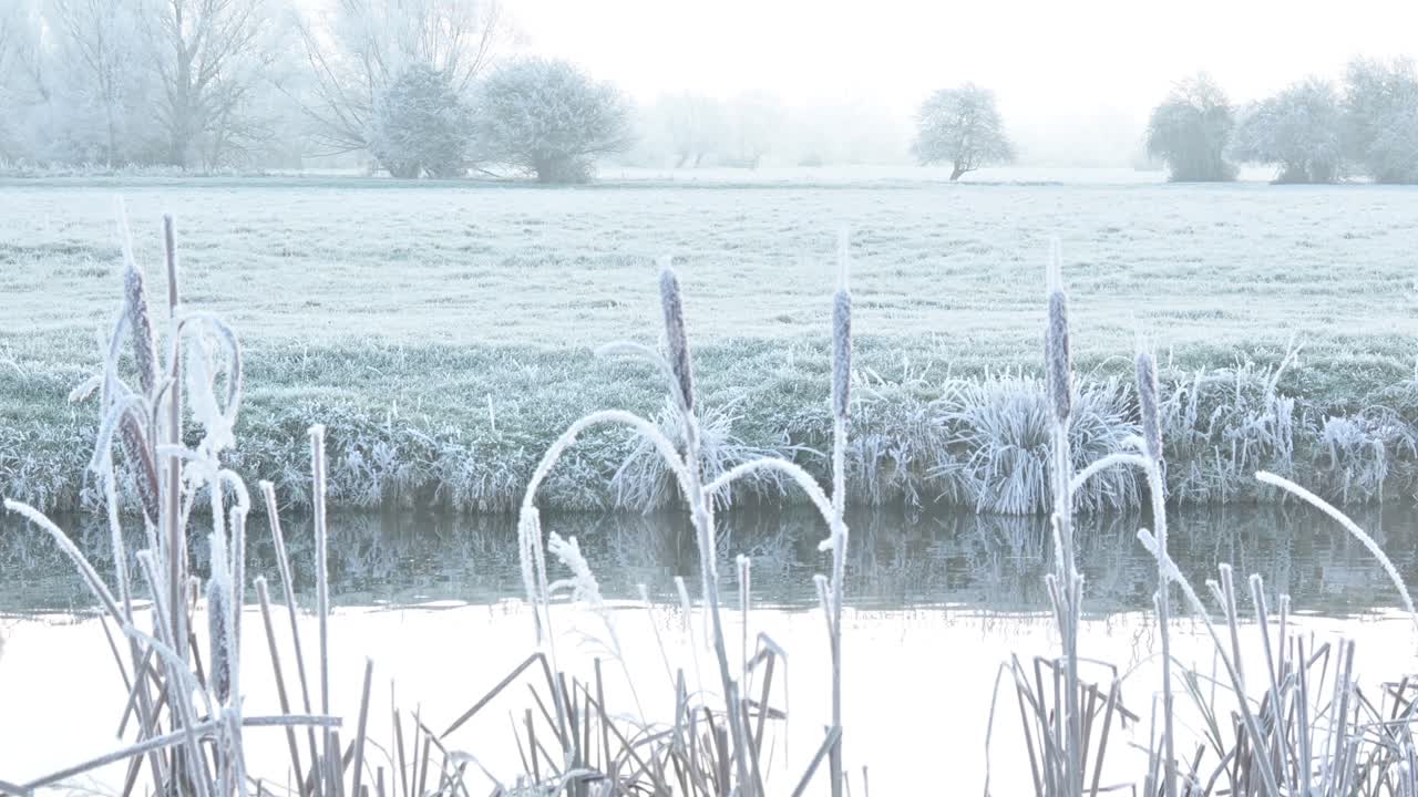해가 뜨기 전에 강 스투어 옆에 서리로 뒤덮인 갈대와 갈대