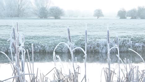 bullrushes and reeds covered in a hoar frost beside the river stour before sunrise