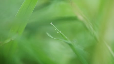 small black jumping spider doing a backflip off a wet blade of grass