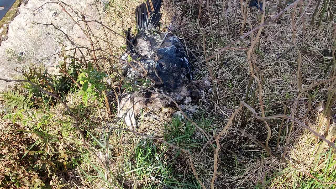 cadáver de cormorán grande tendido en la hierba con ramas que crecen a través del cuerpo - primer plano portátil moviéndose hacia atrás