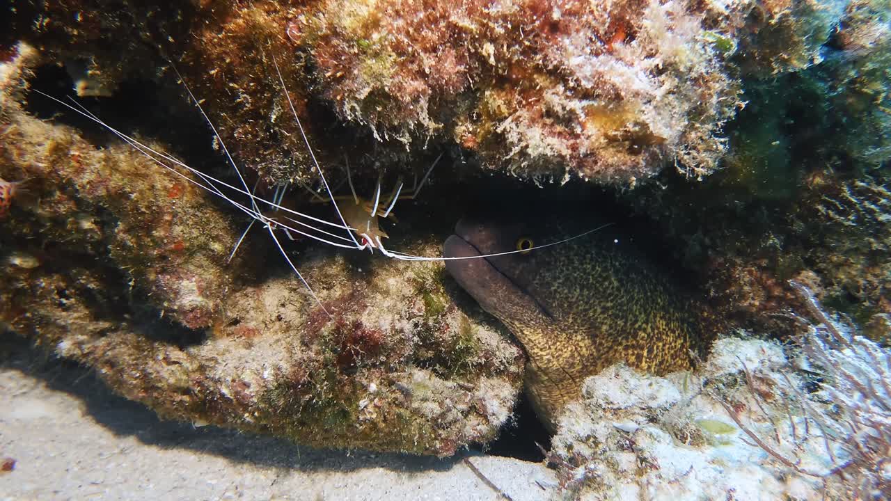 Close-up underwater view of shrimps and a hidden moray eel peeking from a rock crevice in the waters of Mauritius. Perfect for themes of marine life, biodiversity, symbiosis, and ocean exploration