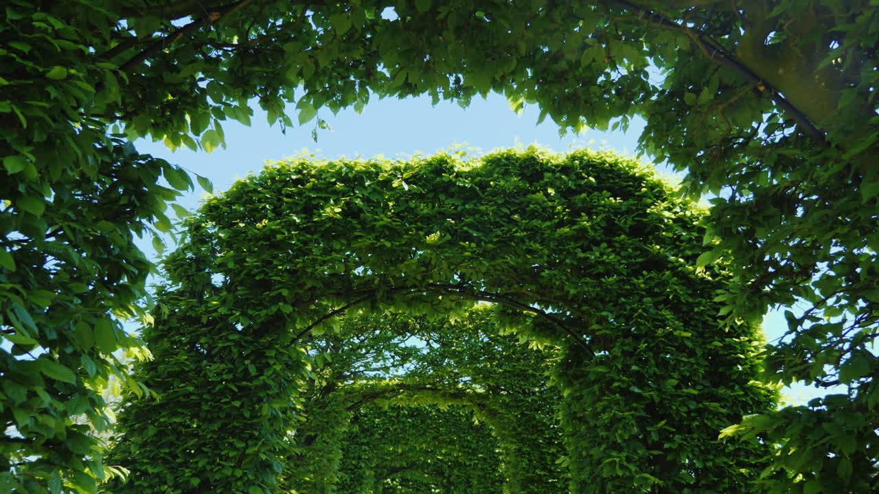 туннель из зеленых арок с листьями