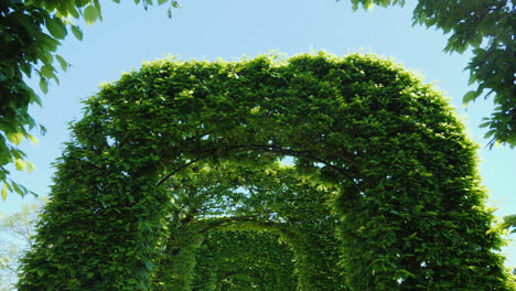 túnel de arcos verdes frondosos