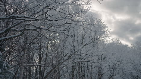 bare trees covered with snow against overcast sky during snowy season in orford quebec, canada - tilt down