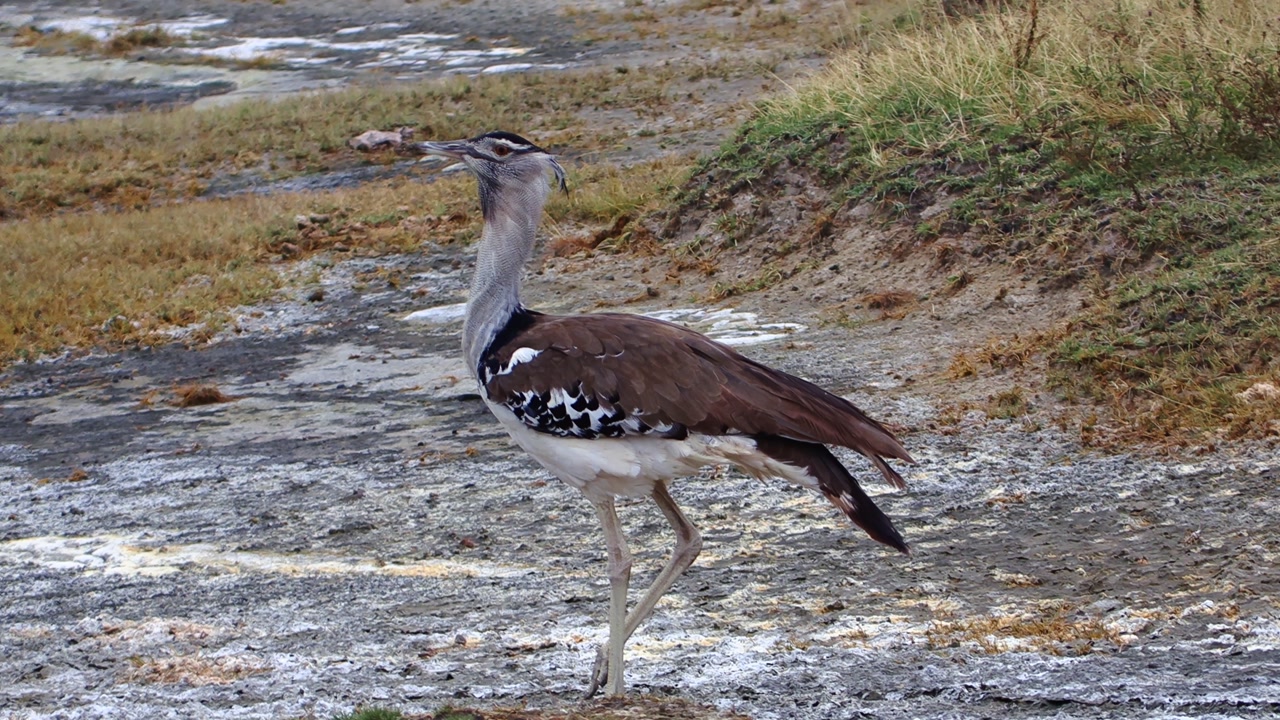 Handheld slow-motion shot, tracking from left to right, of a lone Kori bustard roaming the savannah plains of Ngorongoro Crater, Tanzania, Africa, showing wild birdlife in its natural habitat.
