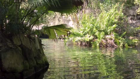 ondas de agua en la superficie de un cenote en tulum mexico