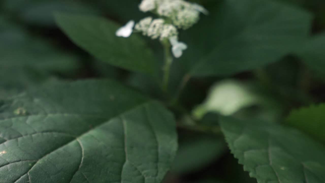muévase hacia la flor blanca de una hortensia que se balancea con la brisa