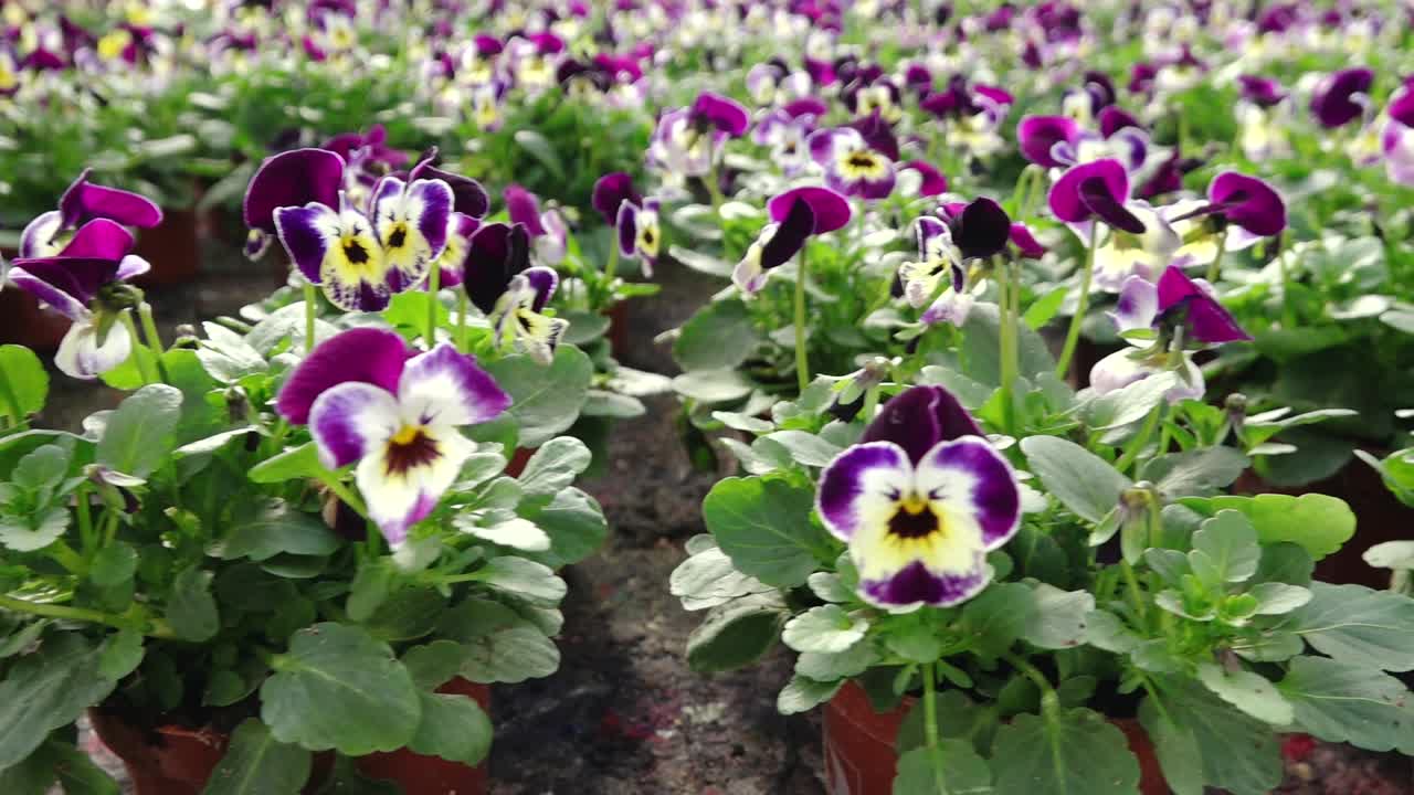 Uma pessoa cuida de fileiras de vibrantes flores de amor-perfeito em tons de amarelo, roxo e laranja dentro de uma estufa bem iluminada. O primeiro plano está artisticamente desfocado para criar profundidade.