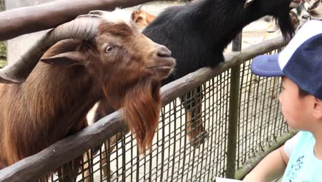 niño alimentando cabras en un zoológico