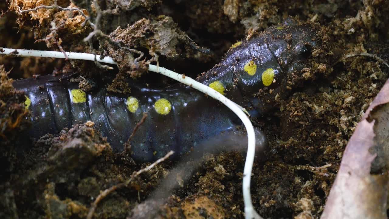 Spotted Salamander in its natural habitat