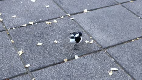 a magpie lark walking on a paved street