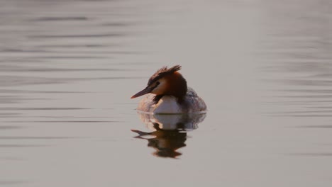 Male-mallard-on-the-pond-at-swimming-with-slight-backlight