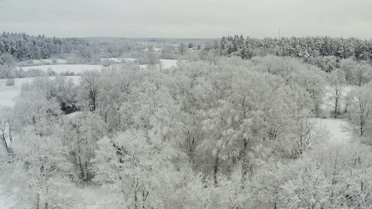 겨울 동안 눈으로 덮인 숲의 나무들
