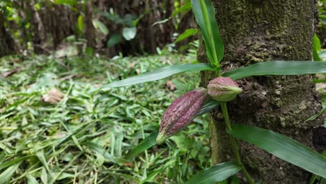 small cocoa pod growing on tree in lush green forest, showcasing nature's growth