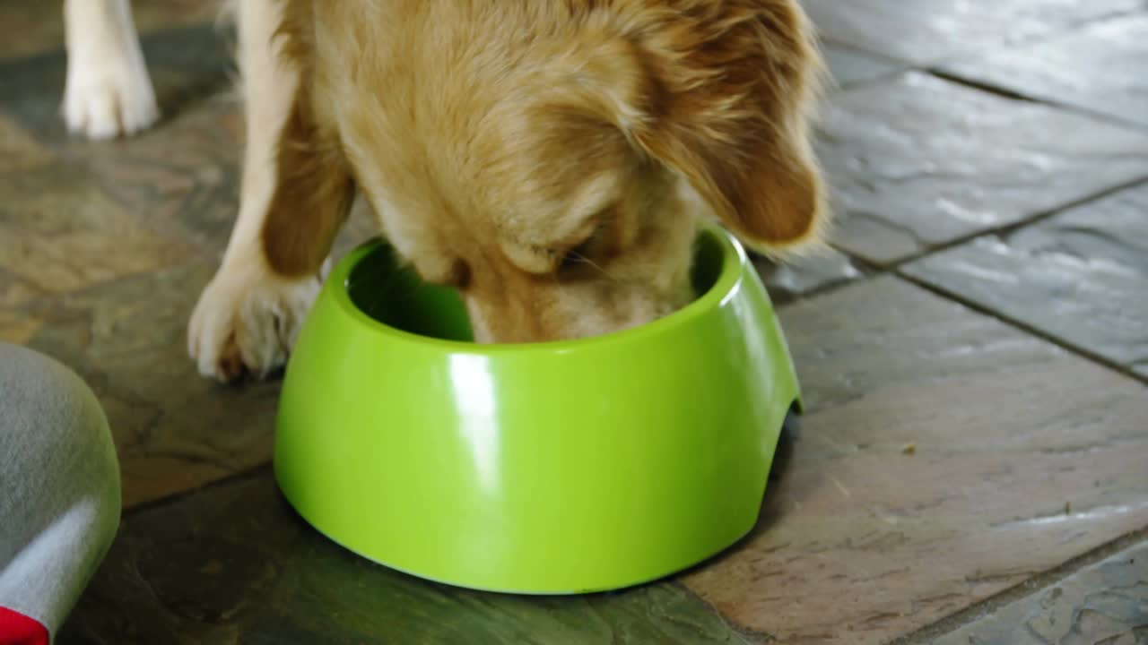 Dog approaching green bowl and eating causing numbers swirling, hand patting showing pet care tech
