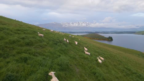 numerous scared sheep running away over a steep, grassy hillside in new zealand