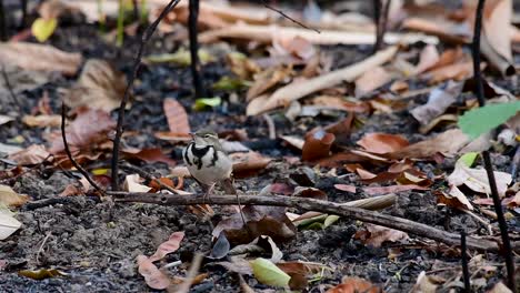 The-Forest-Wagtail-is-a-passerine-bird-foraging-on-branches,-forest-grounds,-tail-wagging-constantly-sideways