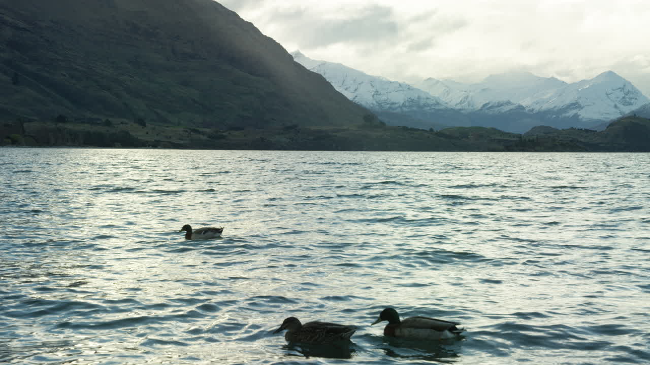 Ducks floating on Wanaka Lake surrounded by snow mountains in New Zealand.