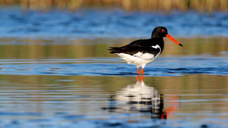 eurasian oystercatcher in water with reflection