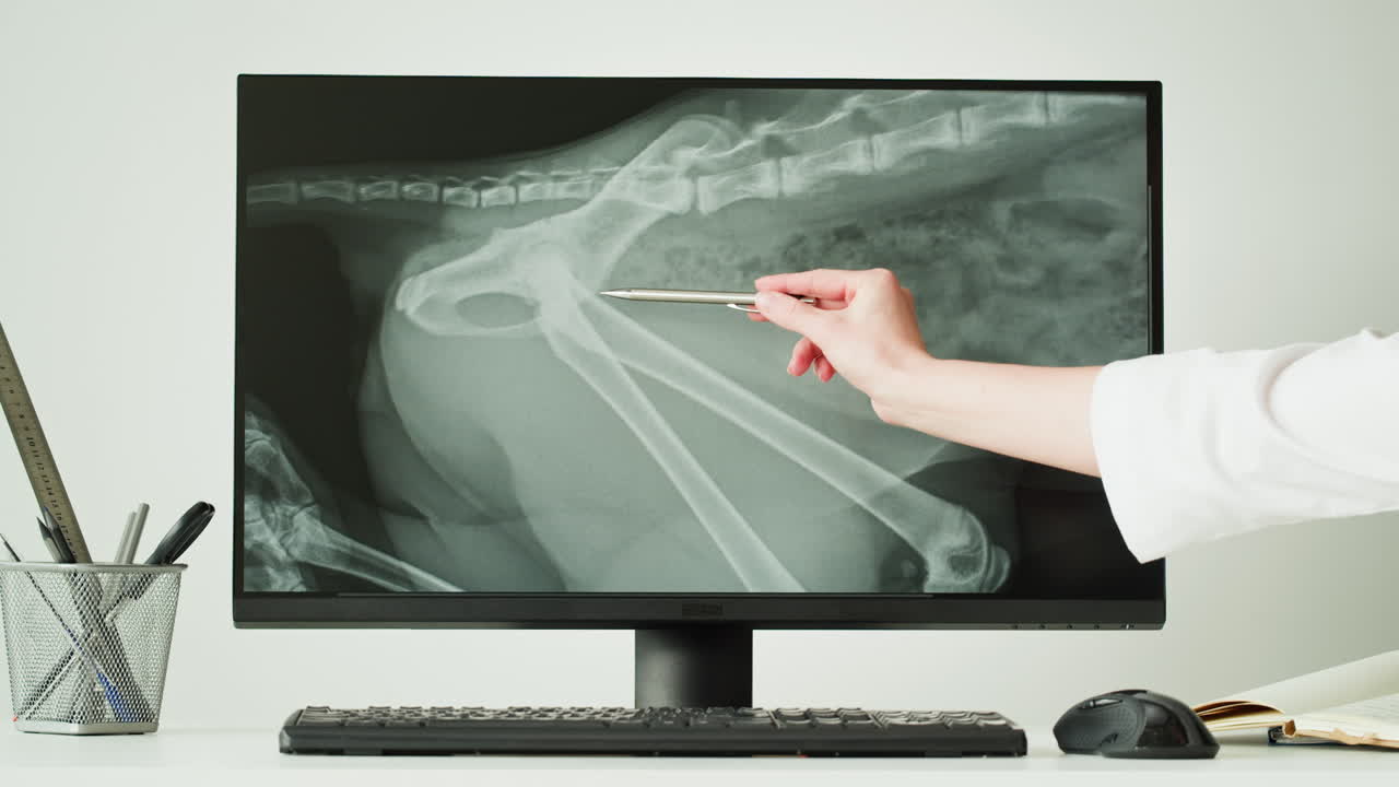 Veterinary X-Ray of a Dog