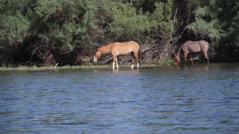 a wild horse shaking its mane as night hawks fly over head