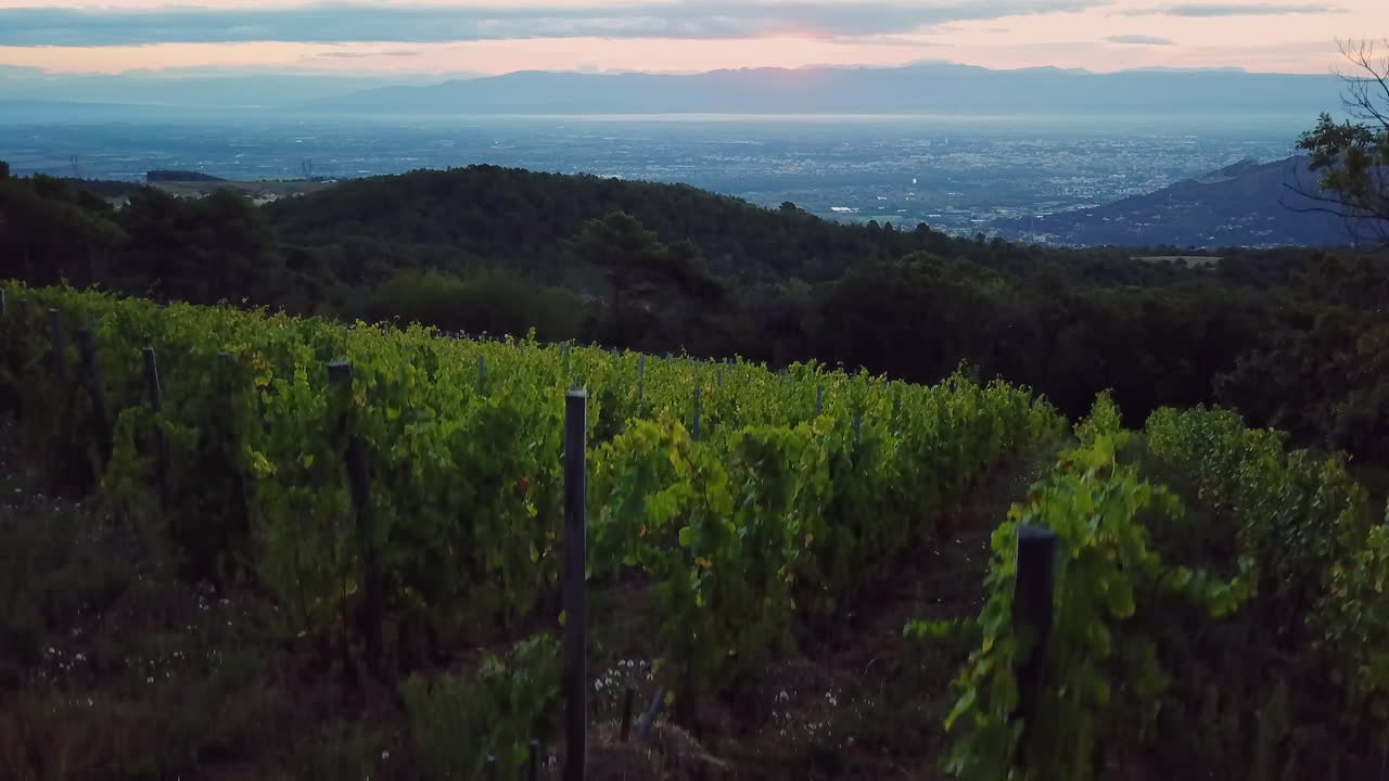 Aerial Rise Up Green Vineyard Dawn First Light of the day, Cornas France, Horizon line, Valence Vercors