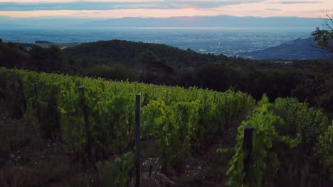 aerial rise up green vineyard dawn first light of the day, cornas france, horizon line, valence vercors