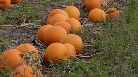 Statische-Mittlere-Aufnahme-Orangefarbener-Kürbisse,-Die-Zur-Ernte-Bereit-Sind