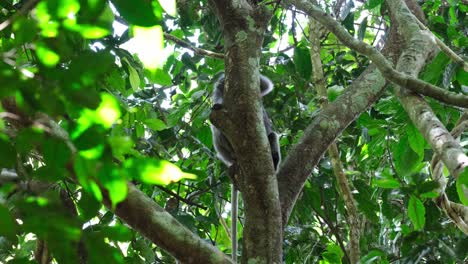 visto detrás del tronco del árbol mirando hacia arriba y alrededor listo para moverse cuando asustado, mono de hoja de gafas trachypithecus obscurus, tailandia