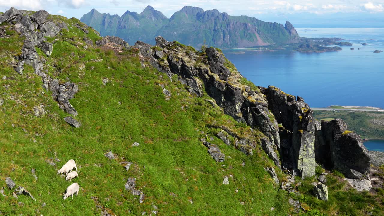 ovejas comiendo hierba en un pico de montaña empinado en lofoten, noruega