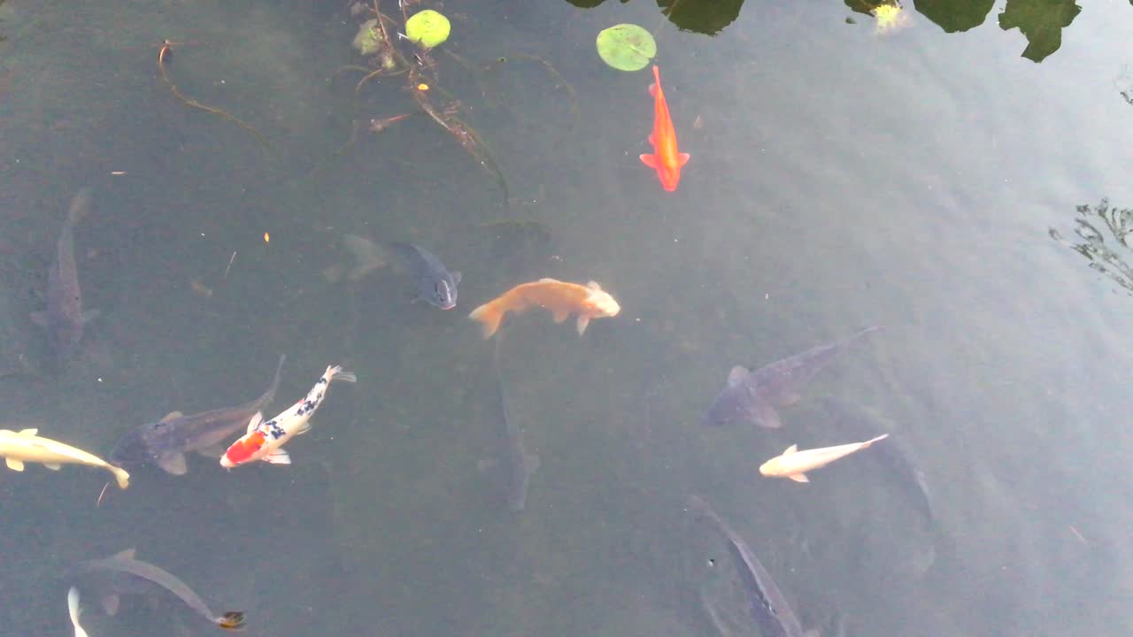 경기도 고양시 일산구 장항동 호수공원 연못의 잉어