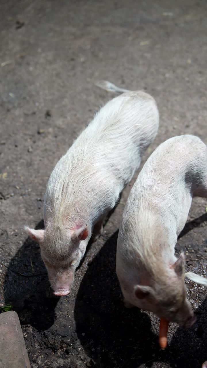세 마리의 돼지
